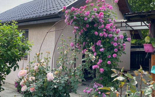 GM1731 Vanzare casa 250mp Afumati-Ograda, teren 1010mp